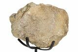 Fossil Sauropod Vertebra Section w/ Metal Stand - Colorado #304855-2